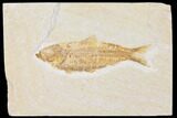 Fossil Fish (Knightia) - Wyoming #109992-1
